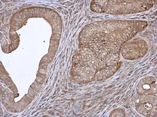 Anti-Annexin IV antibody used in IHC (Paraffin sections) (IHC-P). GTX113383