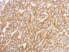 Anti-Sodium/Potassium ATPase beta 1 antibody used in IHC (Paraffin sections) (IHC-P). GTX113390