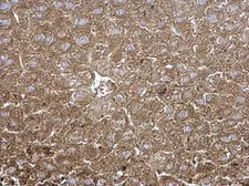 Anti-TPP1 antibody [N1C1] used in IHC (Paraffin sections) (IHC-P). GTX113404