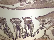 Anti-NSE antibody [C1C3] used in IHC (Paraffin sections) (IHC-P). GTX113428