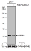 Anti-FKBP4 antibody used in Western Blot (WB). GTX113437