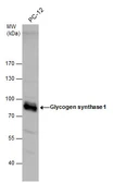Anti-Glycogen synthase 1 antibody used in Western Blot (WB). GTX113453