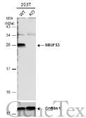 Anti-NDUFS3 antibody used in Western Blot (WB). GTX113504