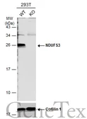 Anti-NDUFS3 antibody used in Western Blot (WB). GTX113504