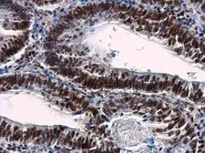 Anti-NuMA antibody [N1], N-term used in IHC (Paraffin sections) (IHC-P). GTX113510