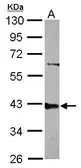 Anti-PPP2R4 antibody used in Western Blot (WB). GTX113525