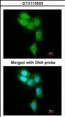Anti-PSMB8 antibody [N2C3] used in Immunocytochemistry/ Immunofluorescence (ICC/IF). GTX113533