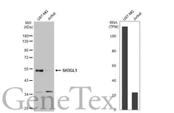 Anti-SH3GL1 antibody [N3C3] used in Western Blot (WB). GTX113548