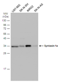 Anti-Syntaxin 1a antibody used in Western Blot (WB). GTX113559