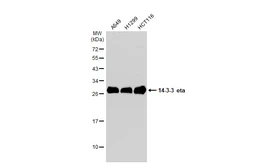 Anti-14-3-3 eta antibody [N1C3] used in Western Blot (WB). GTX113577