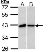 Anti-BUB3 antibody [N1C1] used in Western Blot (WB). GTX113595