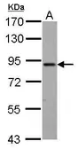 Anti-ELMO1 antibody [C1C3] used in Western Blot (WB). GTX113600
