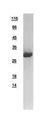 GFP protein, His tag. GTX113617-pro