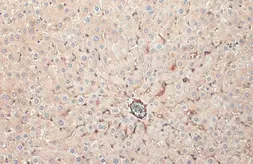 Anti-Apolipoprotein H antibody [N1C2] used in IHC (Paraffin sections) (IHC-P). GTX113627