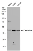 Anti-Caspase 4 antibody used in Western Blot (WB). GTX113639