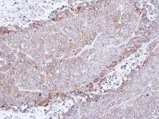 Anti-AChR alpha 4 antibody [N1C1] used in IHC (Paraffin sections) (IHC-P). GTX113653
