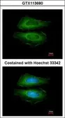 Anti-Cortactin antibody [N1C1] used in Immunocytochemistry/ Immunofluorescence (ICC/IF). GTX113680