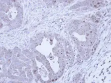 Anti-Fibrillarin antibody used in IHC (Paraffin sections) (IHC-P). GTX113684