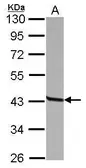 Anti-CD23 antibody [N3C3] used in Western Blot (WB). GTX113692
