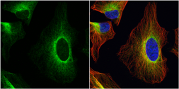 Anti-ERp57 antibody used in Immunocytochemistry/ Immunofluorescence (ICC/IF). GTX113719