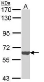 Anti-ICAM3 antibody [C1C3] used in Western Blot (WB). GTX113748