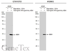 Anti-IDO1 antibody used in Western Blot (WB). GTX113753