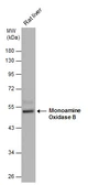 Anti-Monoamine Oxidase B antibody [N1N3] used in Western Blot (WB). GTX113771