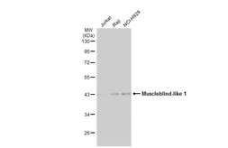 Anti-Muscleblind-like 1 antibody [N1C2] used in Western Blot (WB). GTX113773