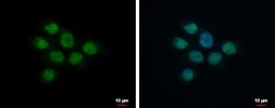 Anti-MLK1 antibody used in Immunocytochemistry/ Immunofluorescence (ICC/IF). GTX113777
