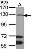 Anti-MLK1 antibody [N2N3] used in Western Blot (WB). GTX113778