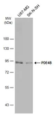 Anti-PDE4B antibody [C2C3], C-term used in Western Blot (WB). GTX113798