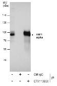Anti-HNF1 alpha antibody [N1N3] used in Immunoprecipitation (IP). GTX113850