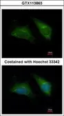 Anti-DAP3 antibody [N1C2] used in Immunocytochemistry/ Immunofluorescence (ICC/IF). GTX113863