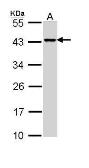 Anti-DAP3 antibody [N1C2] used in Western Blot (WB). GTX113863