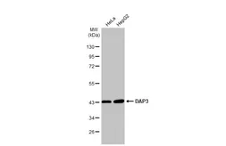 Anti-DAP3 antibody [N1C2-2] used in Western Blot (WB). GTX113864