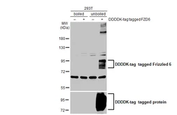 Anti-Frizzled 6 antibody used in Western Blot (WB). GTX113872