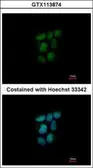 Anti-NR0B2 antibody [N2C3] used in Immunocytochemistry/ Immunofluorescence (ICC/IF). GTX113874