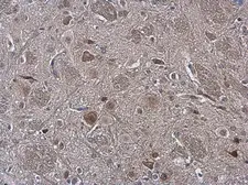 Anti-NOL3 antibody used in IHC (Paraffin sections) (IHC-P). GTX113889