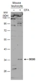 Anti-DEDD antibody used in Western Blot (WB). GTX113895