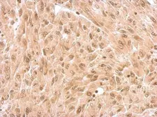 Anti-NR1D1 antibody used in IHC (Paraffin sections) (IHC-P). GTX113904