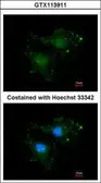 Anti-BCL2L10 antibody [N1C3] used in Immunocytochemistry/ Immunofluorescence (ICC/IF). GTX113911