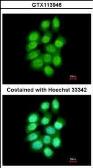 Anti-PAD4 antibody [N1N3] used in Immunocytochemistry/ Immunofluorescence (ICC/IF). GTX113946