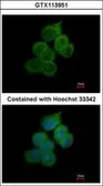 Anti-BACE2 antibody [C1C3] used in Immunocytochemistry/ Immunofluorescence (ICC/IF). GTX113951