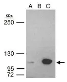 Anti-UHRF1 antibody used in Immunoprecipitation (IP). GTX113963