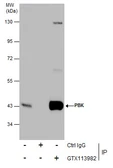 Anti-PBK antibody [N2C3] used in Immunoprecipitation (IP). GTX113982