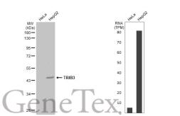 Anti-TRIB3 antibody [N3C3] used in Western Blot (WB). GTX113991