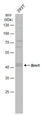 Anti-Bmi1 antibody used in Western Blot (WB). GTX114008