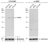 Anti-HSD3B1 antibody [N1C1] used in Western Blot (WB). GTX114081
