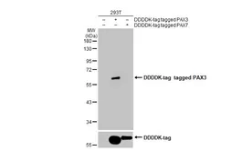 Anti-PAX3 antibody [C1C3] used in Western Blot (WB). GTX114094