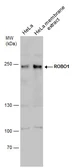 Anti-ROBO1 antibody used in Western Blot (WB). GTX114103